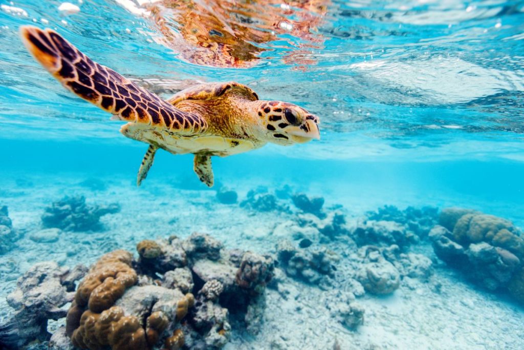 tortue maldives