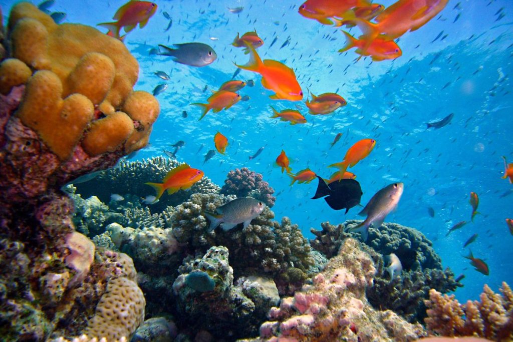 corail coloré en tunisie