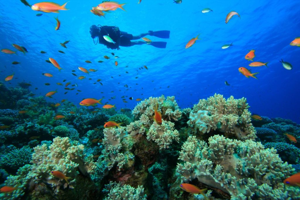 plongeur avec corail coloré