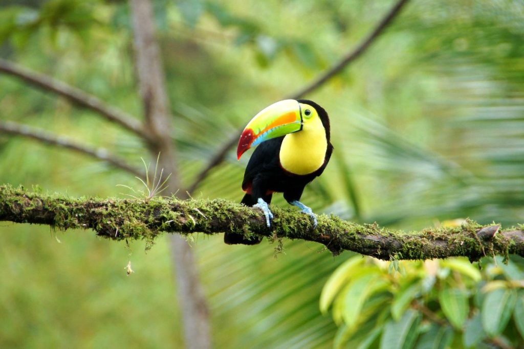 costa rica