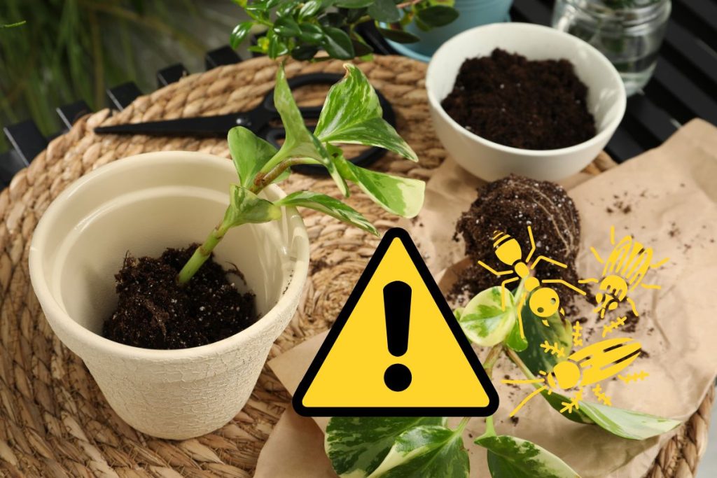 plante nuisible