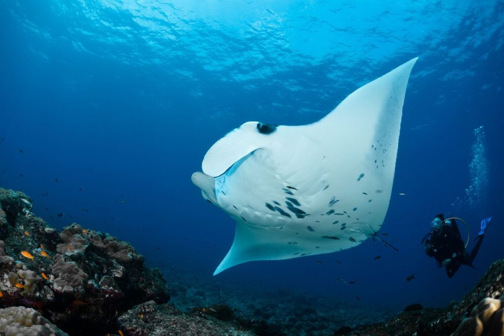 raie manta maldives