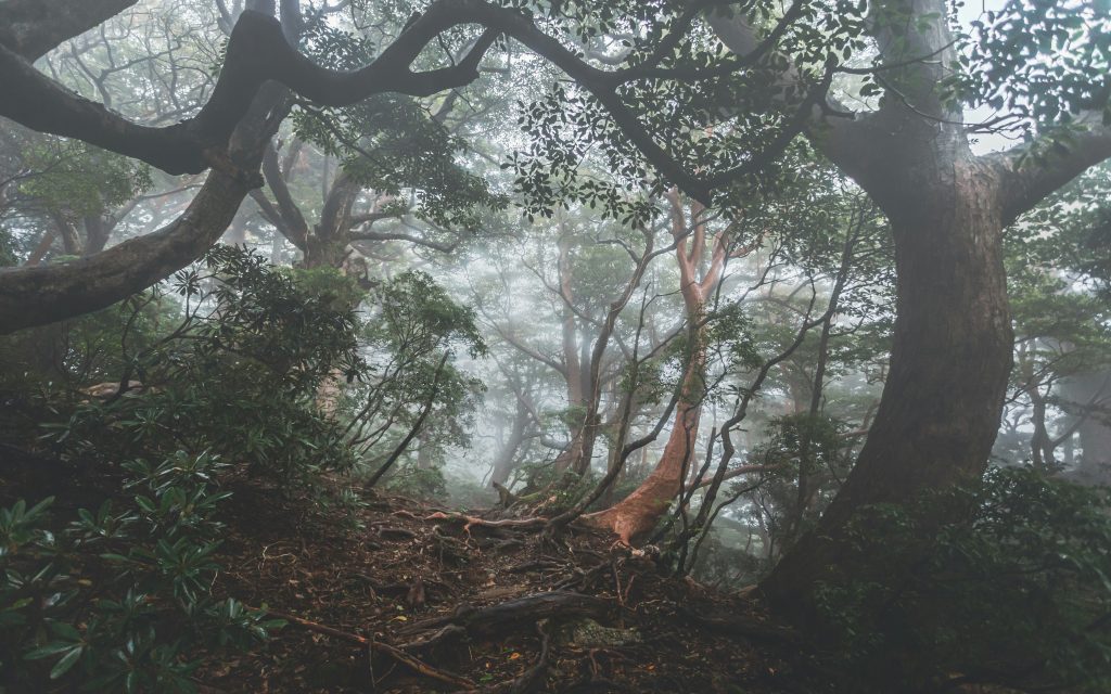 foret enchanteresse de Yakushima