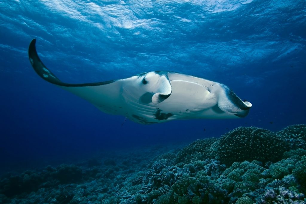 rais manta aux philippines