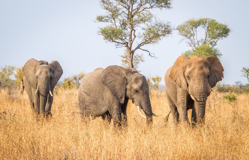 éléphant en afrique du sud
