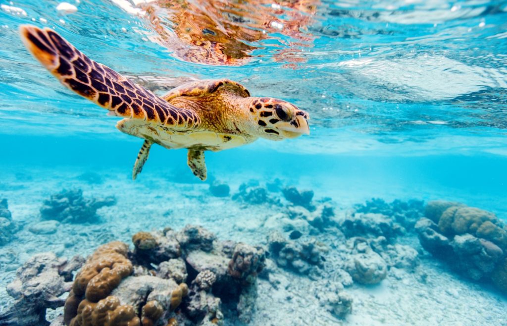 nager avec les tortues