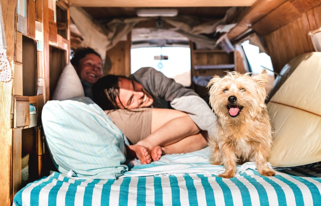 Voyager avec un chien en camping-car : Les conseils indispensables pour une aventure réussie
