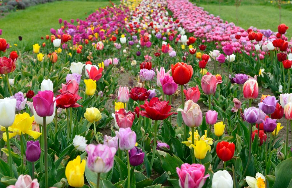 champ de tulipe à amsterdam