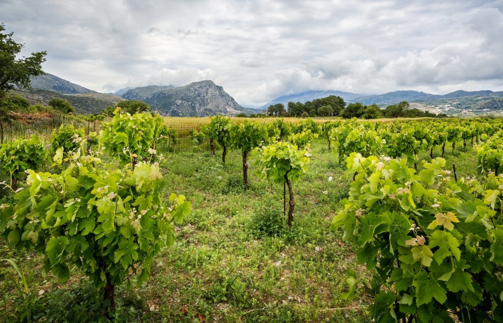 vignoble en crète