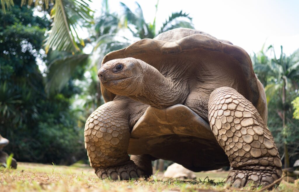 éléphant tortue géante
