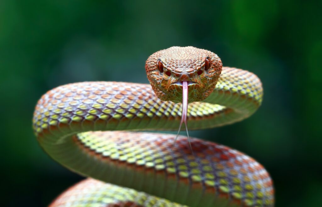 Voyage au Costa Rica : Les animaux dangereux à connaître