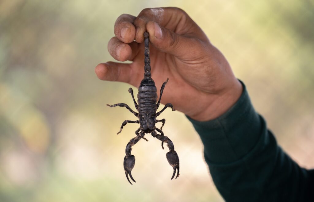 Attention : des scorpions trouvés dans des fruits en Thaïlande !