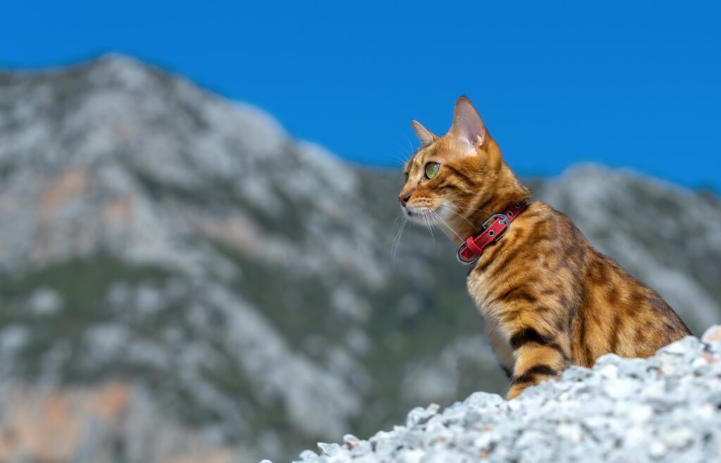 Randonner avec son chat : découvrez le secret pour une aventure inoubliable !