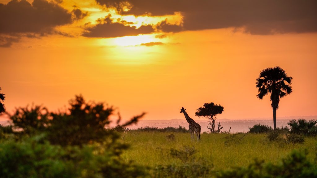 voyage ouganda