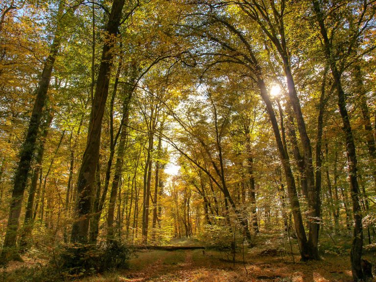 Sous-bois de chenes en foret de Troncais, Allier